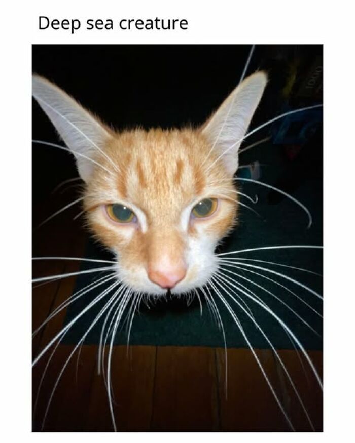 Entertaining cat memes: An orange cat's face with long whiskers, resembling a deep-sea creature.