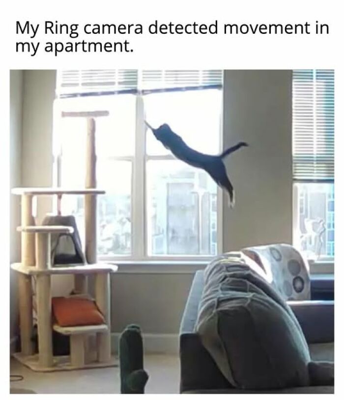 Entertaining cat memes: A black cat leaps across a sunlit room, captured by a Ring camera.