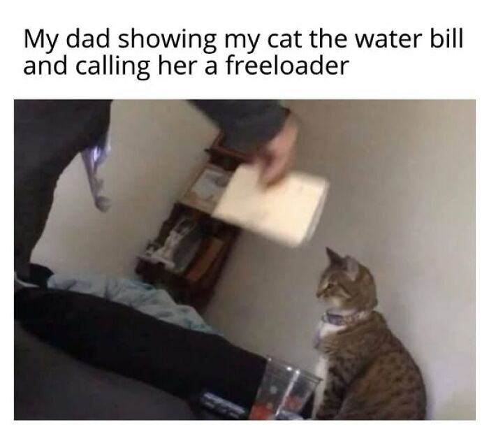 A person holding a bill up to a cat sitting on the floor, seemingly scolding it. A funny cat meme.