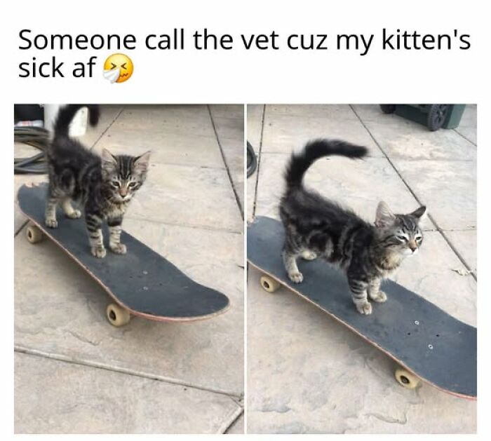 A split image of a small striped kitten standing on a skateboard on concrete. An entertaining cat meme.