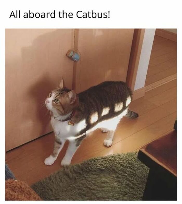 A brown and white cat with stripes of sunlight on its back, standing in a room. An entertaining cat meme.