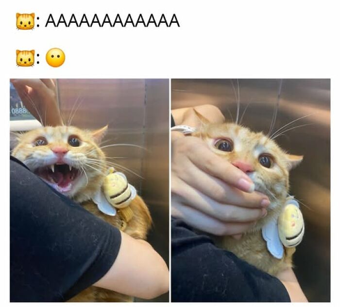 A split image of an orange cat wearing a bee costume, first yelling, then silenced by a hand. A funny cat meme.