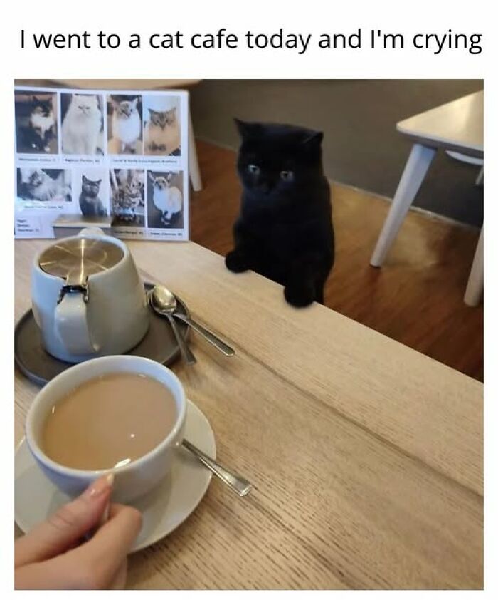 An entertaining cat meme from a cat cafe, with a curious black cat peering over the table at a cup of coffee.