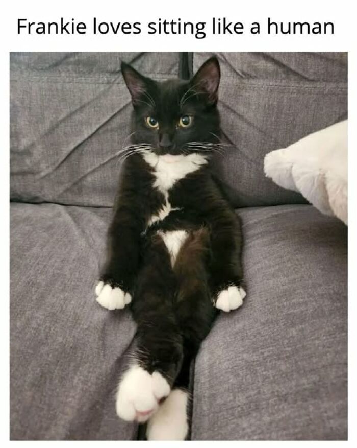 An entertaining cat meme showing a black and white cat named Frankie sitting on a grey couch like a human.