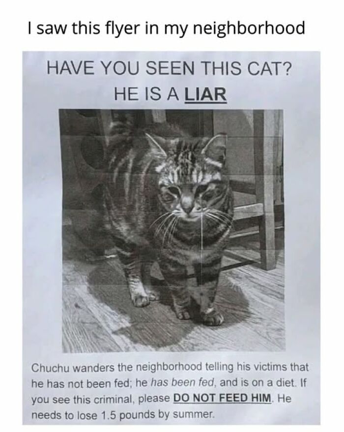 An entertaining cat meme: a flyer titled Have you seen this cat? He is a liar, with a picture of a tabby.