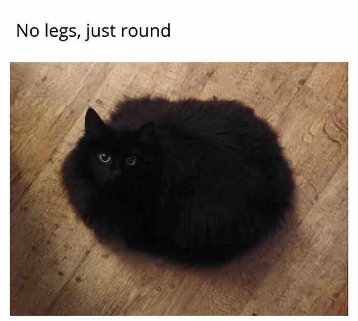An entertaining cat meme featuring a fluffy black cat curled into a perfect round ball on a wooden floor.
