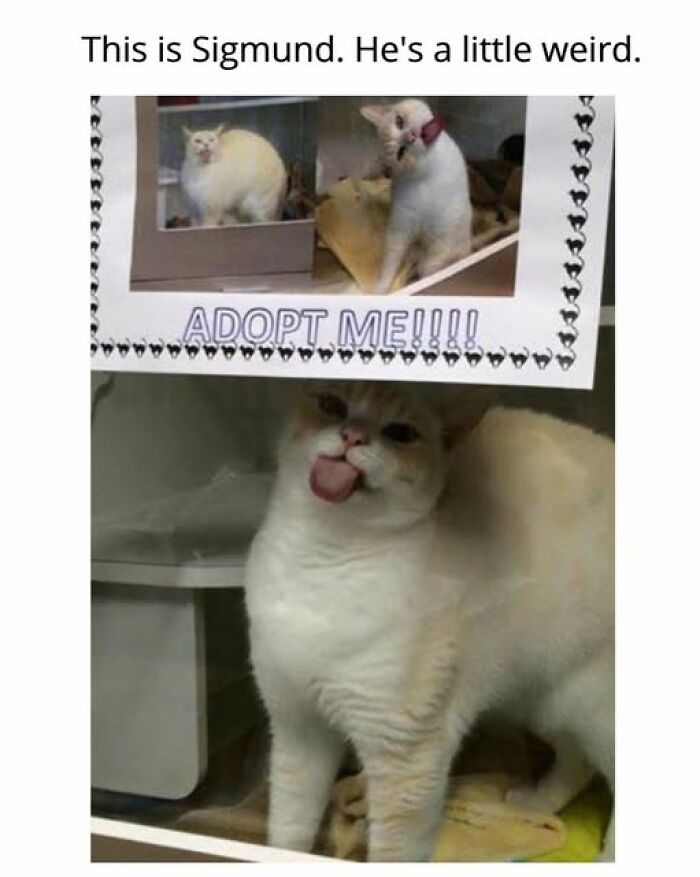 An entertaining cat meme of Sigmund, a cat with its tongue sticking out from under an adopt me sign.