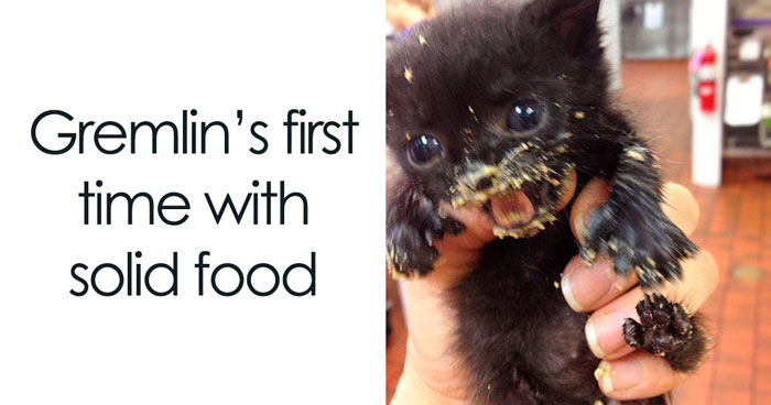 67 Entertaining Cat Memes That Prove The World Would Be A Boring Place Without Them