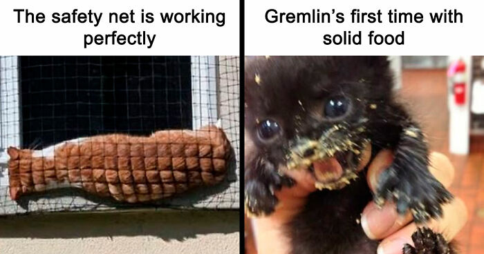 67 Entertaining Cat Memes That Prove The World Would Be A Boring Place Without Them