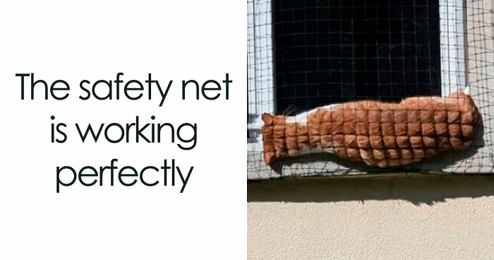 67 Entertaining Cat Memes That Prove The World Would Be A Boring Place Without Them