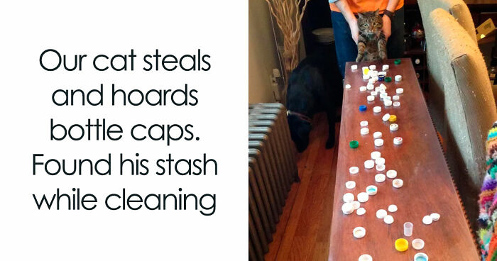 67 Entertaining Cat Memes That Prove The World Would Be A Boring Place Without Them