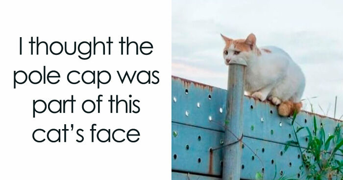 67 Entertaining Cat Memes That Prove The World Would Be A Boring Place Without Them