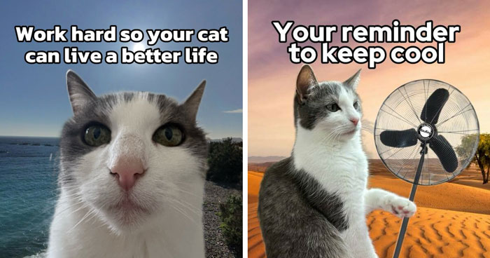 47 Purrfect Kitty Posts That Prove That These 3 Cats Were Born To Be Meme Stars