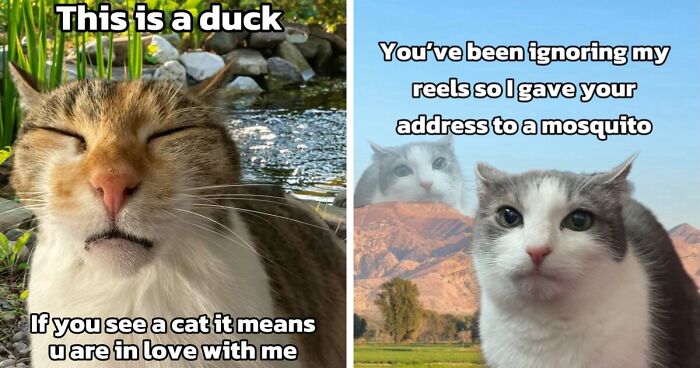 47 Purrfect Kitty Posts That Prove That These 3 Cats Were Born To Be Meme Stars