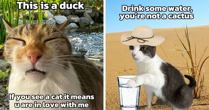47 Purrfect Kitty Posts That Prove That These 3 Cats Were Born To Be Meme Stars
