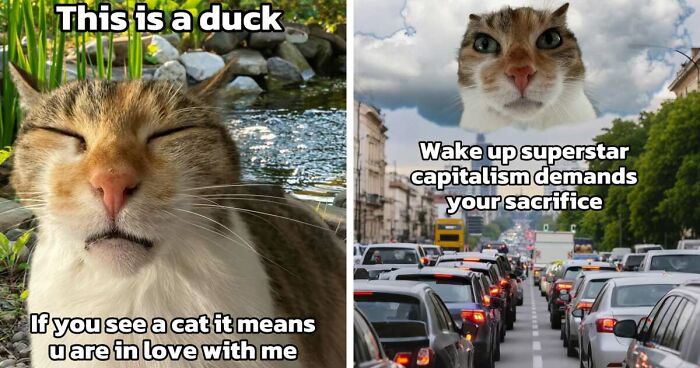 47 Purrfect Kitty Posts That Prove That These 3 Cats Were Born To Be Meme Stars