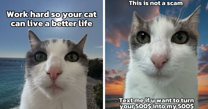 47 Purrfect Kitty Posts That Prove That These 3 Cats Were Born To Be Meme Stars
