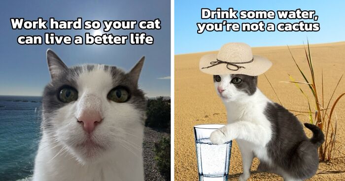47 Purrfect Kitty Posts That Prove That These 3 Cats Were Born To Be Meme Stars