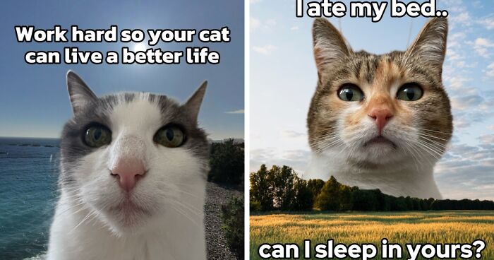 47 Purrfect Kitty Posts That Prove That These 3 Cats Were Born To Be Meme Stars