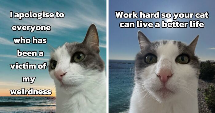 47 Purrfect Kitty Posts That Prove That These 3 Cats Were Born To Be Meme Stars