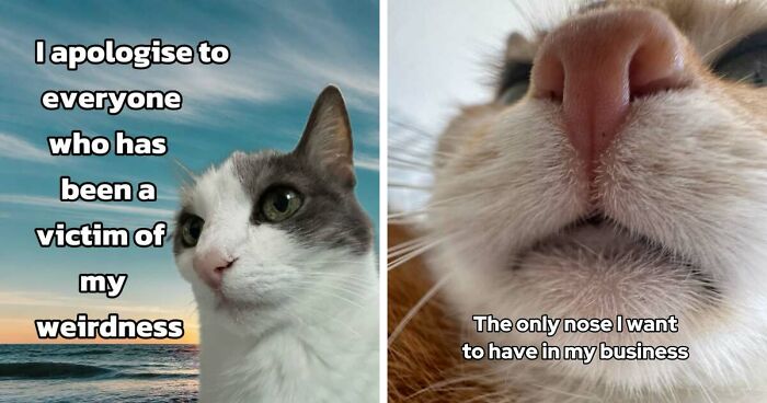 47 Purrfect Kitty Posts That Prove That These 3 Cats Were Born To Be Meme Stars