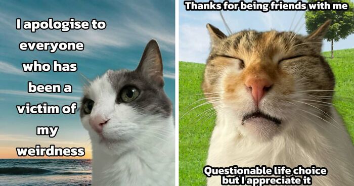 47 Purrfect Kitty Posts That Prove That These 3 Cats Were Born To Be Meme Stars