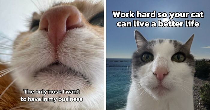 47 Purrfect Kitty Posts That Prove That These 3 Cats Were Born To Be Meme Stars