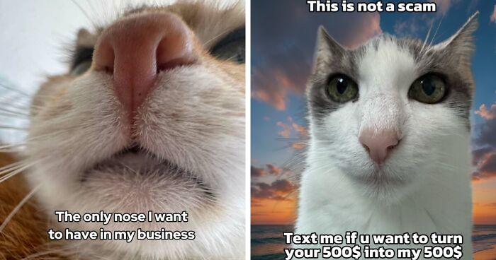 47 Purrfect Kitty Posts That Prove That These 3 Cats Were Born To Be Meme Stars