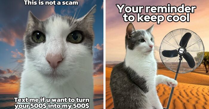 47 Purrfect Kitty Posts That Prove That These 3 Cats Were Born To Be Meme Stars