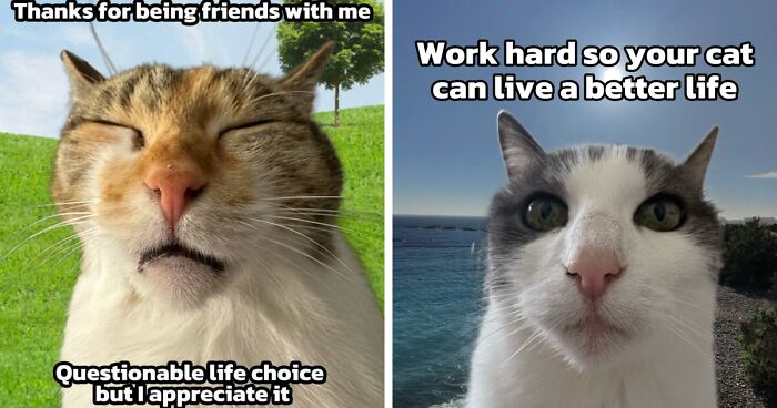 47 Purrfect Kitty Posts That Prove That These 3 Cats Were Born To Be Meme Stars