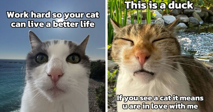 47 Purrfect Kitty Posts That Prove That These 3 Cats Were Born To Be Meme Stars