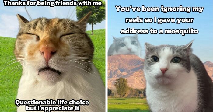 47 Purrfect Kitty Posts That Prove That These 3 Cats Were Born To Be Meme Stars