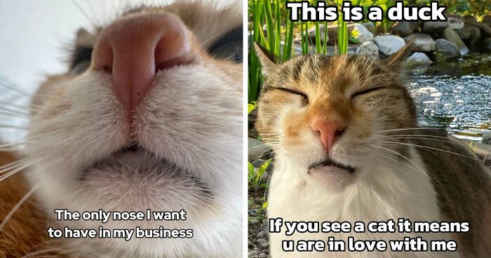 47 Purrfect Kitty Posts That Prove That These 3 Cats Were Born To Be Meme Stars