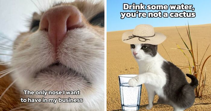 47 Purrfect Kitty Posts That Prove That These 3 Cats Were Born To Be Meme Stars
