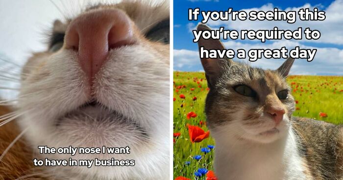 47 Purrfect Kitty Posts That Prove That These 3 Cats Were Born To Be Meme Stars
