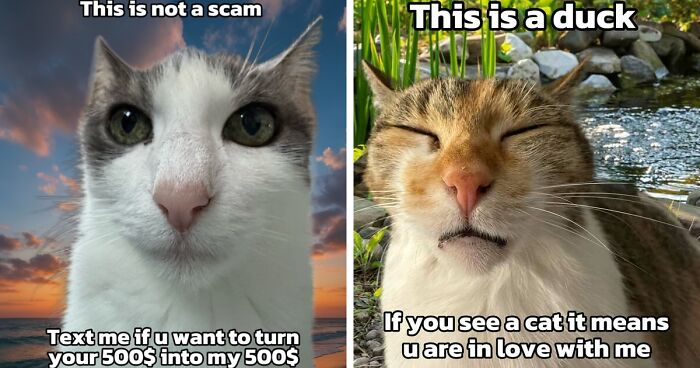 47 Purrfect Kitty Posts That Prove That These 3 Cats Were Born To Be Meme Stars