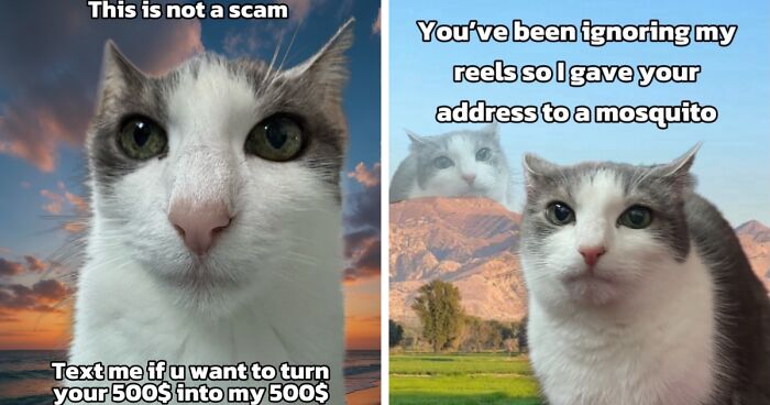 47 Purrfect Kitty Posts That Prove That These 3 Cats Were Born To Be Meme Stars