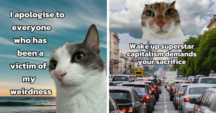 47 Purrfect Kitty Posts That Prove That These 3 Cats Were Born To Be Meme Stars