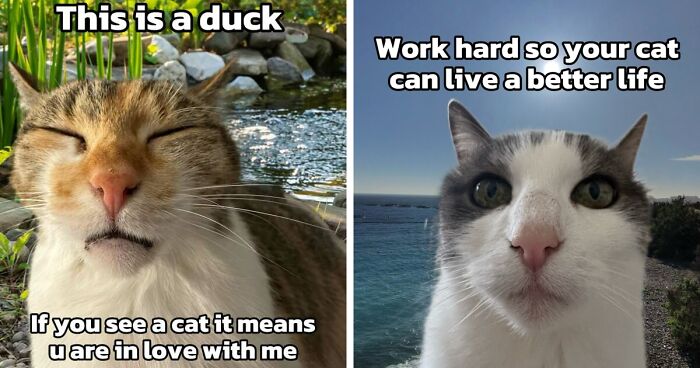 47 Purrfect Kitty Posts That Prove That These 3 Cats Were Born To Be Meme Stars