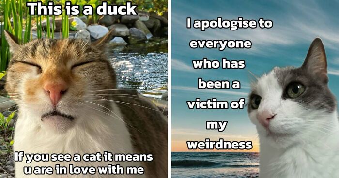 47 Purrfect Kitty Posts That Prove That These 3 Cats Were Born To Be Meme Stars