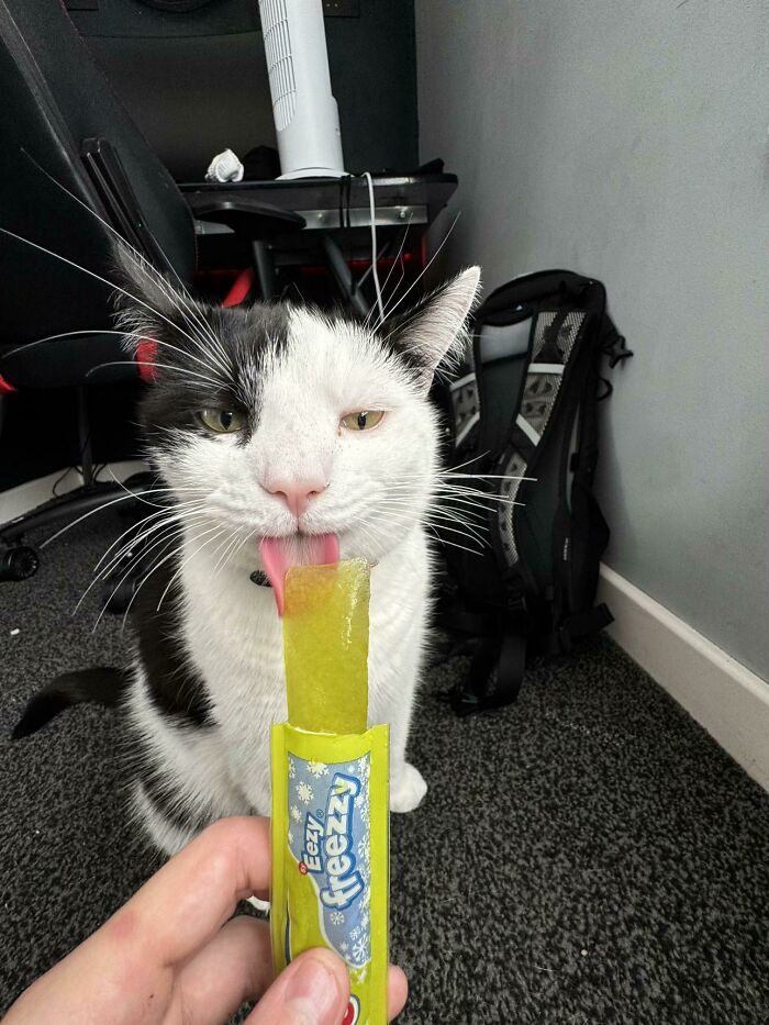 Food-obsessed cat licking a frozen treat in a home office setting