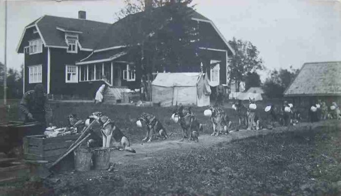 Historical photos of German Shepherds in a line, each holding a bowl in its mouth, with people and a house in the background.