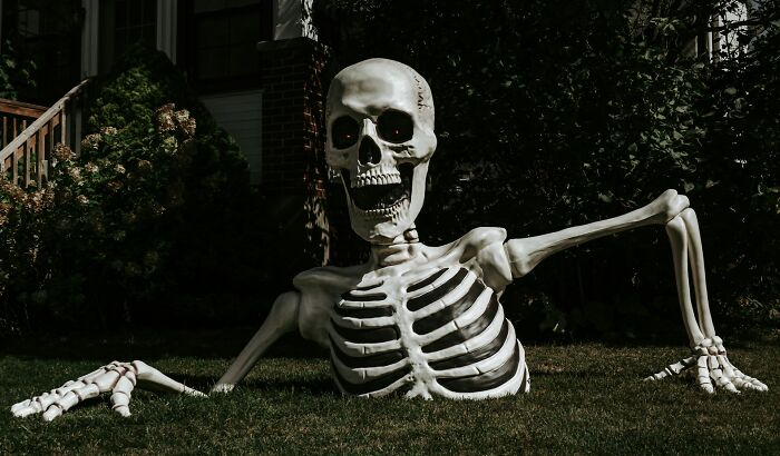 Large skeleton figure lying on grass representing human body skeleton