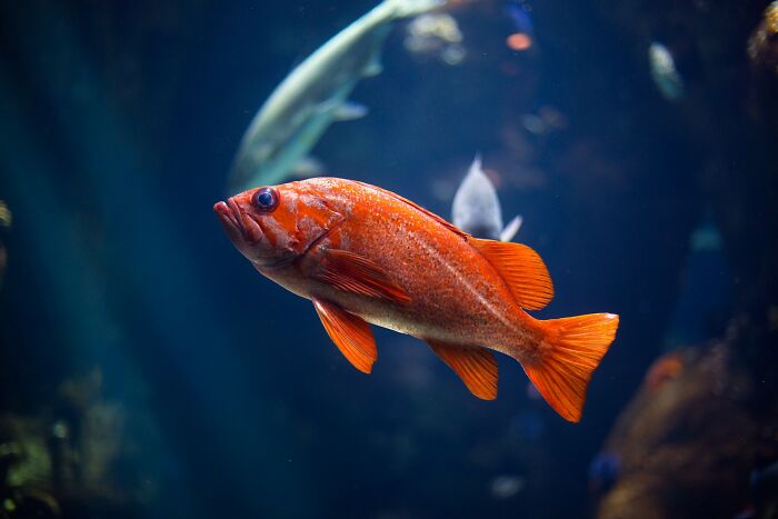 An orange fish swims in deep blue water, illustrating an unconventional way to earn money.
