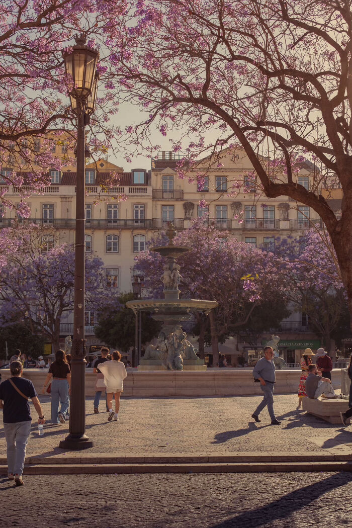 Aesthetic city square with blooming purple jacaranda trees and vintage fountain under soft sunlight