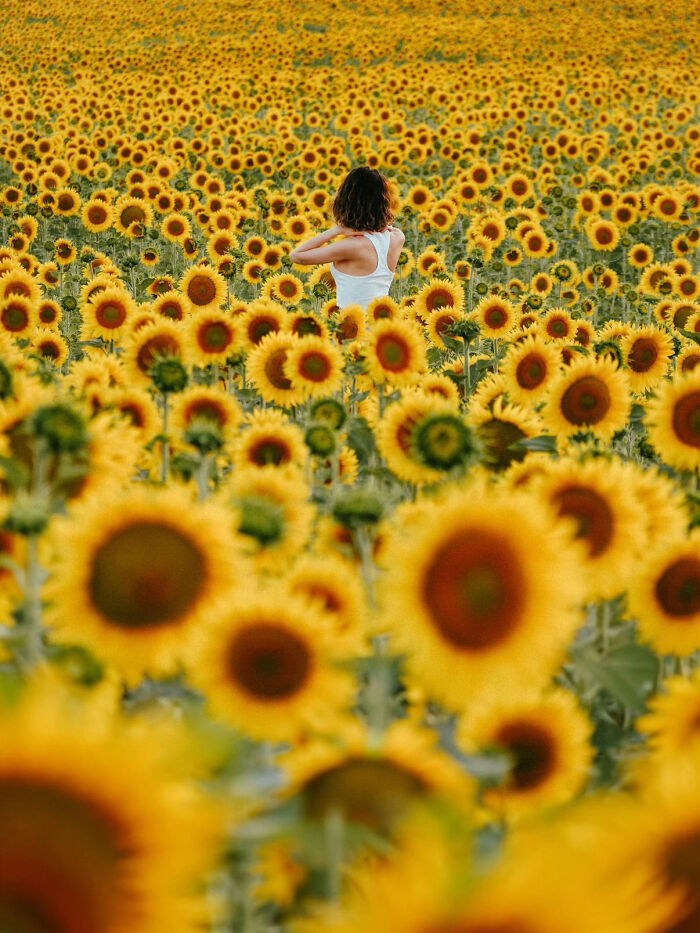 Aesthetic sunflower field with a woman wearing a white tank top standing among vibrant yellow flowers