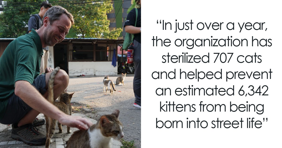 Image for article This Organization Has Helped Hundreds Of Street Cats Through Local Action And Clever Use Of Technology