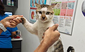 ‘Cats Of Penang’ Shows What Can Happen When Cat Lovers Organize Around One Goal
