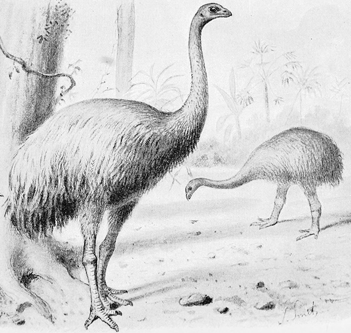 Black and white sketch of two dodo birds in natural habitat