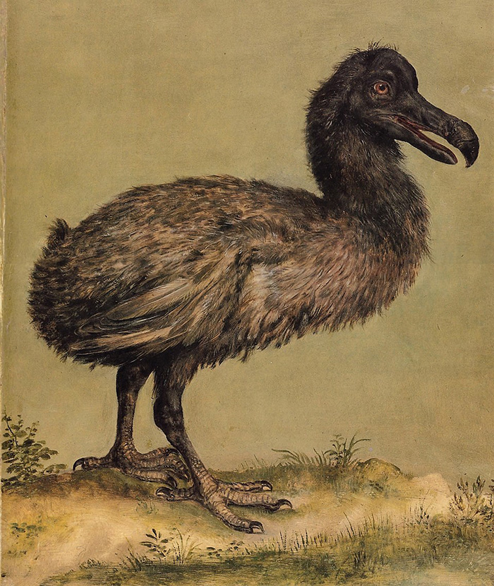 Painting of extinct dodo bird standing on ground